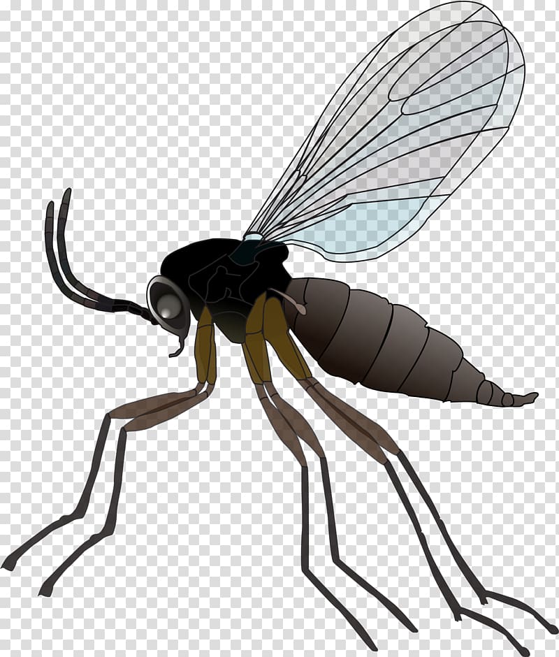 Fungus gnat Insect Mosquito Houseplant, insect transparent background PNG clipart