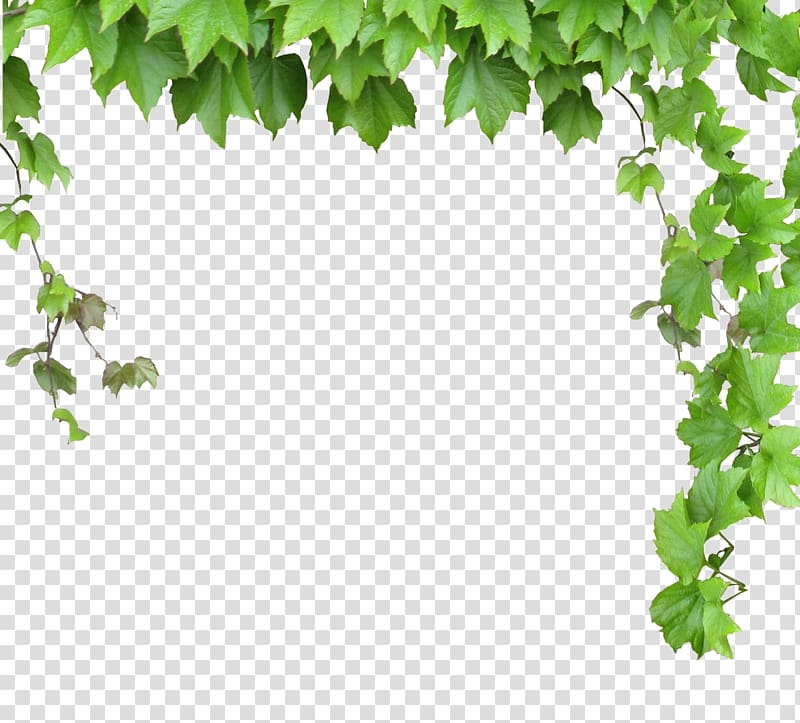 green primate leaf plants illustration, Vine Computer file, Leaves and vines transparent background PNG clipart