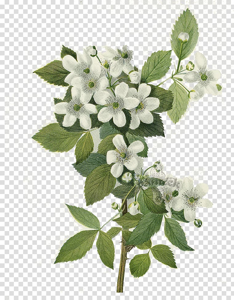 white flowers art, Botanical illustration Botany Blackberry Printmaking Flower, plant transparent background PNG clipart
