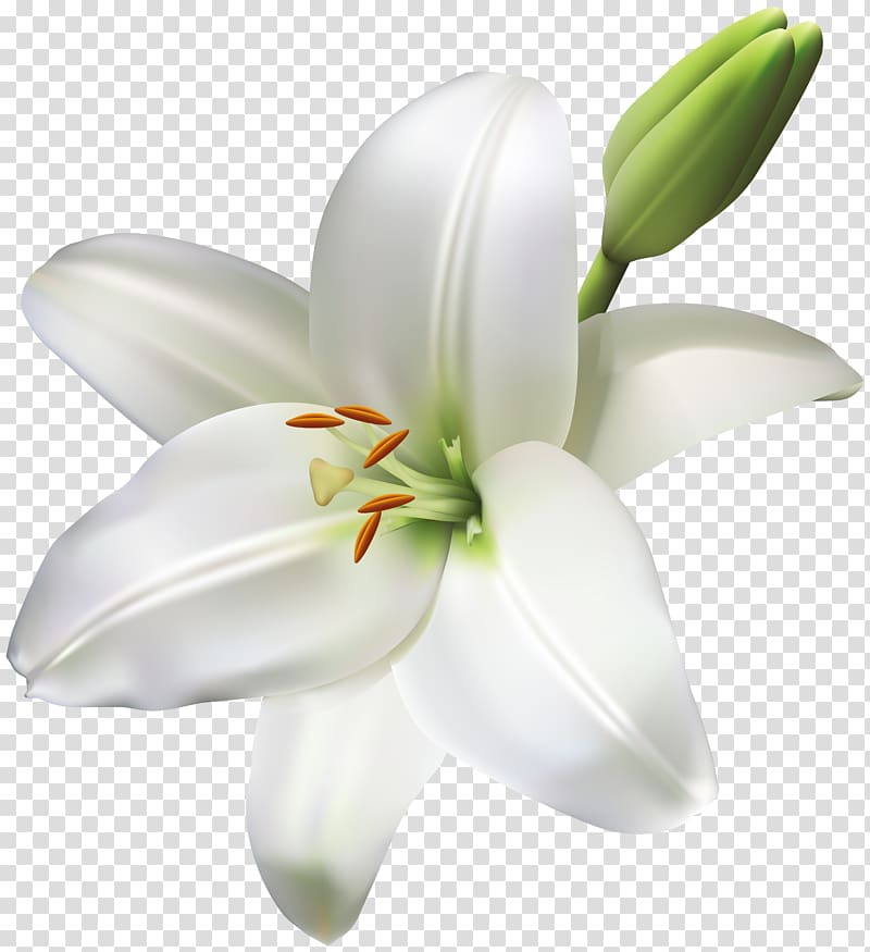 Madonna Lily Cut flowers Easter lily, flower transparent background PNG clipart
