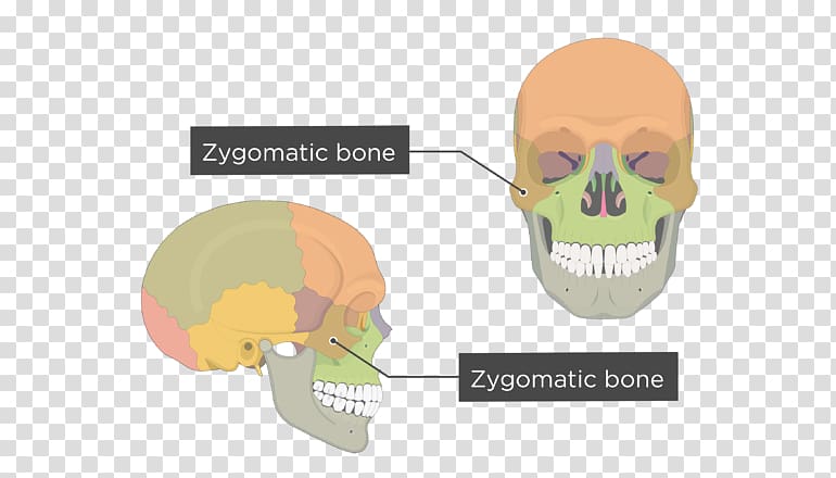 Skull Zygomatic bone Human body Zygomatic arch Temporal bone, human organ diagram transparent background PNG clipart