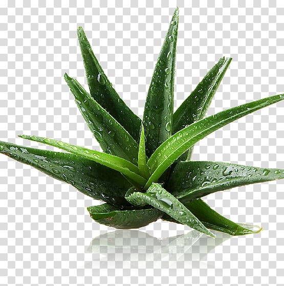 Aloe vera Skin Extract Health Plant, aloe vera transparent background PNG clipart