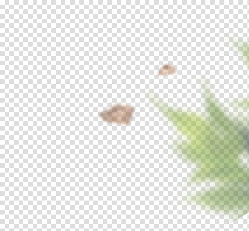 Walnut Leaf Ammonia Lawn Neutralization, cat litter transparent background PNG clipart