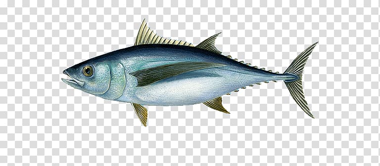 Atlantic bluefin tuna Albacore Yellowfin tuna Fishing, Fishing transparent background PNG clipart
