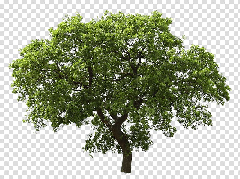 green leafed tree art, Single Green Tree transparent background PNG clipart