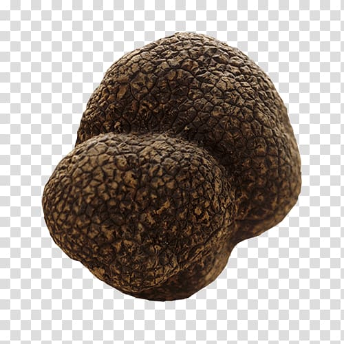 Tuber aestivum Périgord black truffle Gleba Mushroom, mushroom transparent background PNG clipart