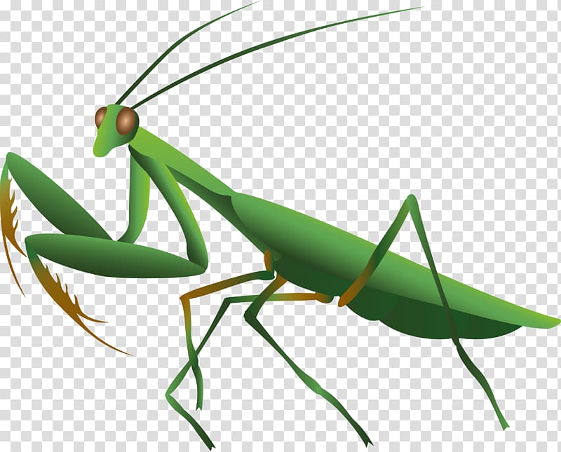 Mantis Insect Pest Plant stem , insect transparent background PNG clipart