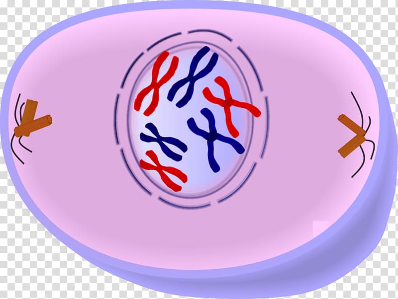 Prophase Cell division Mitosis Cell cycle Metaphase, others transparent background PNG clipart
