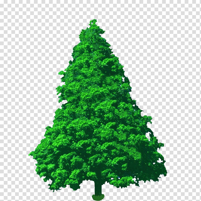 Spruce Pine Fir Conifers Cypress, Landscape Tree Art transparent background PNG clipart