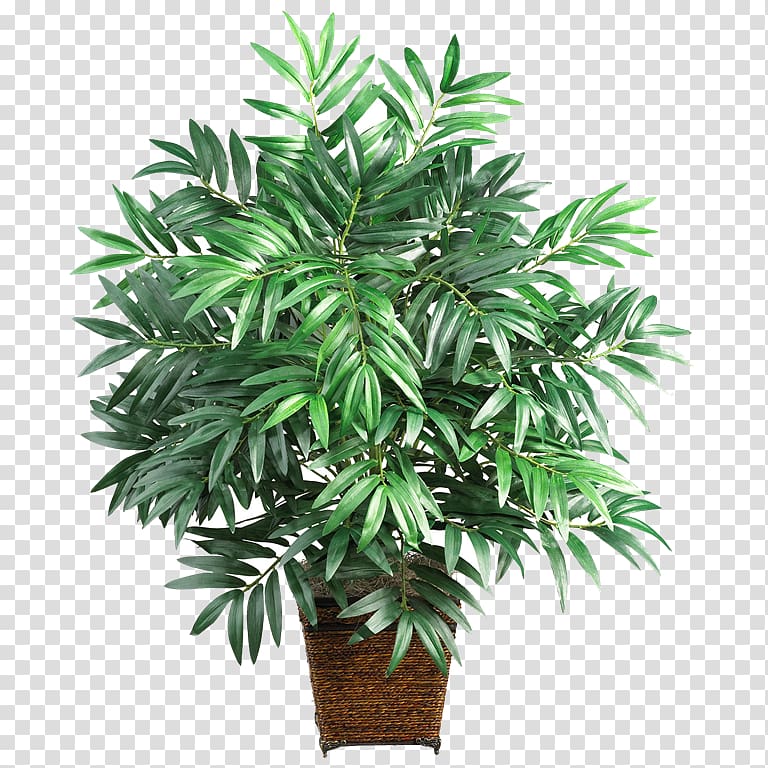 Areca palm Lucky bamboo Arecaceae Houseplant, bamboo house transparent background PNG clipart