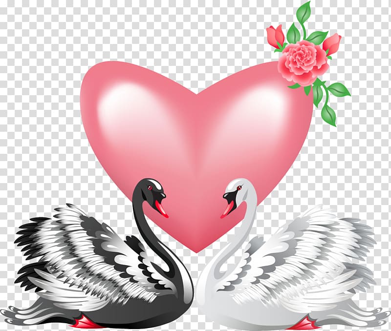 Black swan Bird Valentine\'s Day , swan transparent background PNG clipart