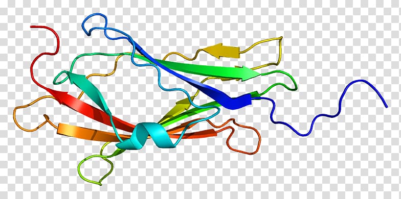 ARHGDIA RHO protein GDP dissociation inhibitor Cdc42 Gene, others transparent background PNG clipart