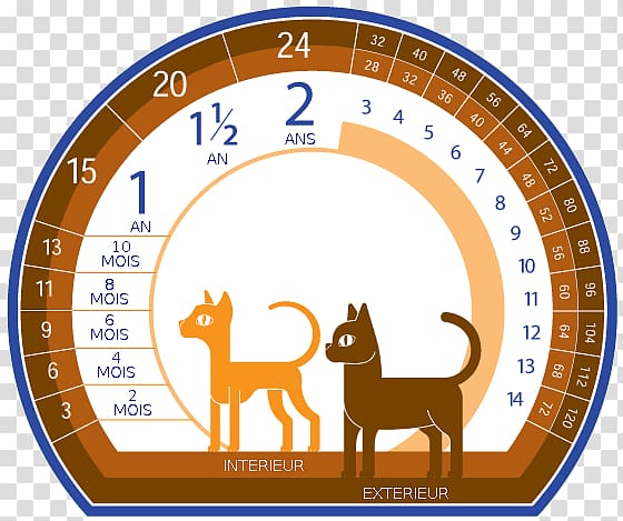 Common Admission Test (CAT) · 2018 Homo sapiens Dog Cat breed, scottish fold transparent background PNG clipart