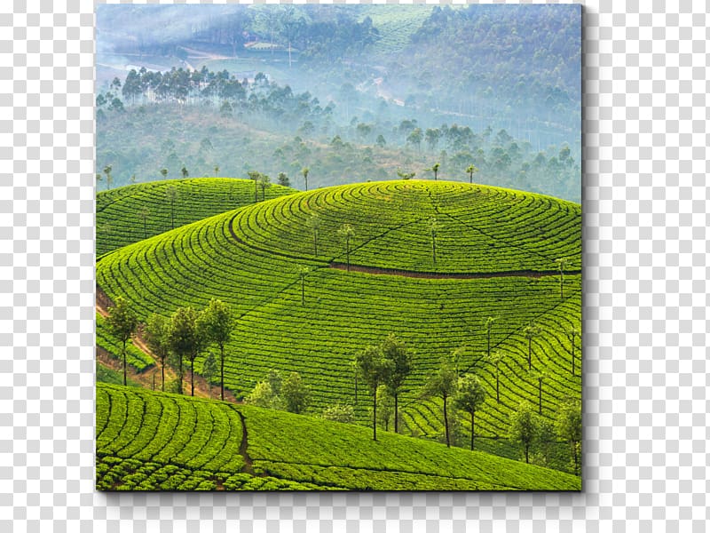 Munnar Kochi Kumarakom Package tour Tea, tea transparent background PNG clipart