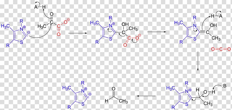 Decarboxylation Pyruvate decarboxylase Pyruvic acid Pyruvate carboxylase Pyruvate dehydrogenase, can modify transparent background PNG clipart