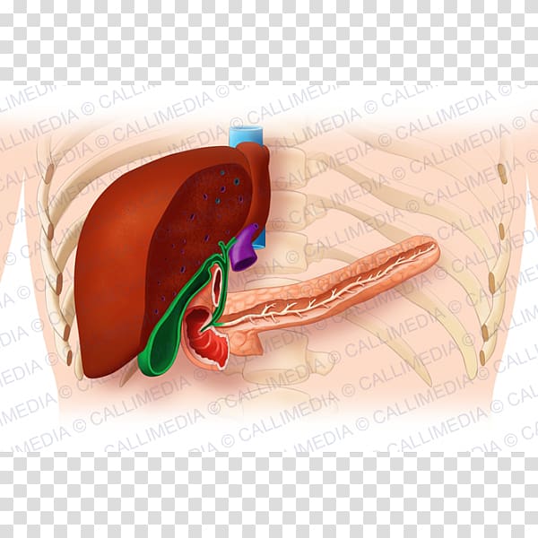 Pancreas Liver Human digestive system Organ system Digestion, human-liver transparent background PNG clipart