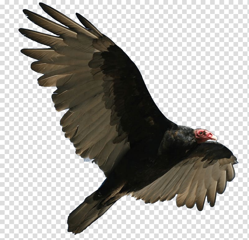 black and gray bird, Turkey Vulture Flying transparent background PNG clipart