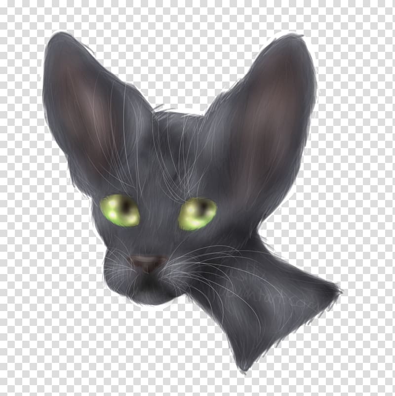 Oriental Shorthair Korat Havana Brown Domestic short-haired cat Whiskers, asia transparent background PNG clipart