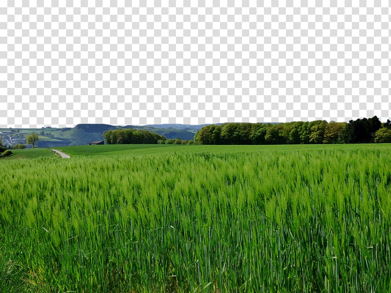 Crop Wheat Aojiru Cereal Barley, Green wheat field transparent background PNG clipart
