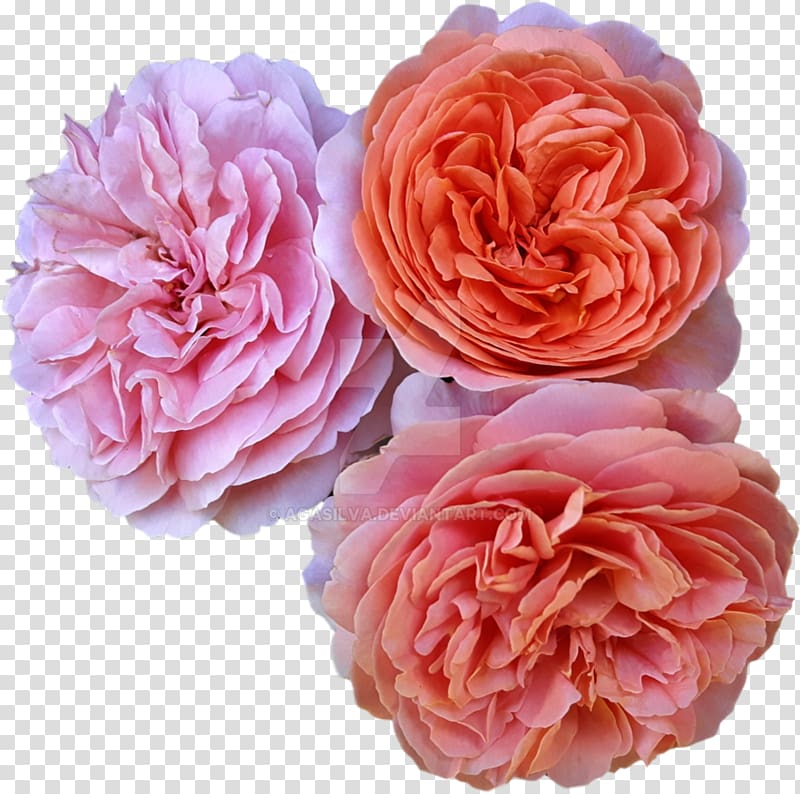 Garden roses Centifolia roses Floribunda, flower transparent background PNG clipart