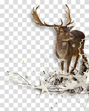 Reindeer , Reindeer transparent background PNG clipart thumbnail