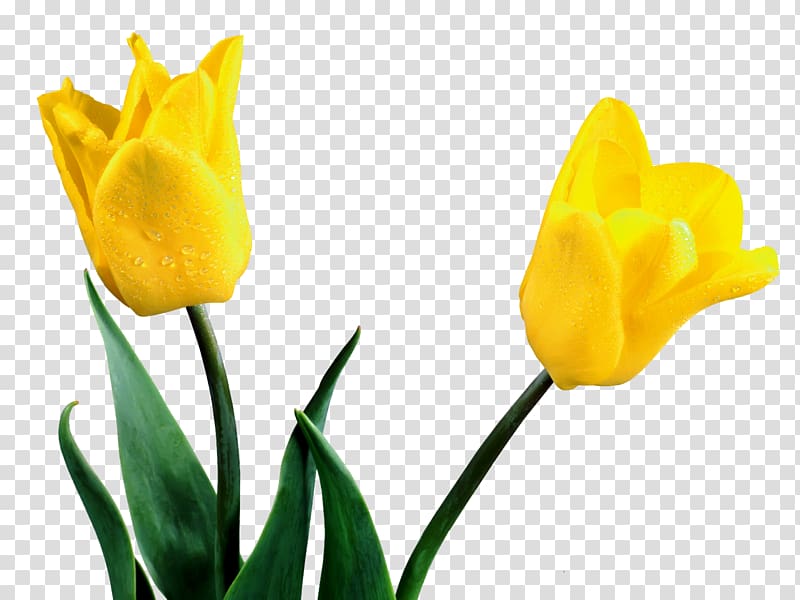 Canadian Tulip Festival Netherlands Flower , tulip transparent background PNG clipart