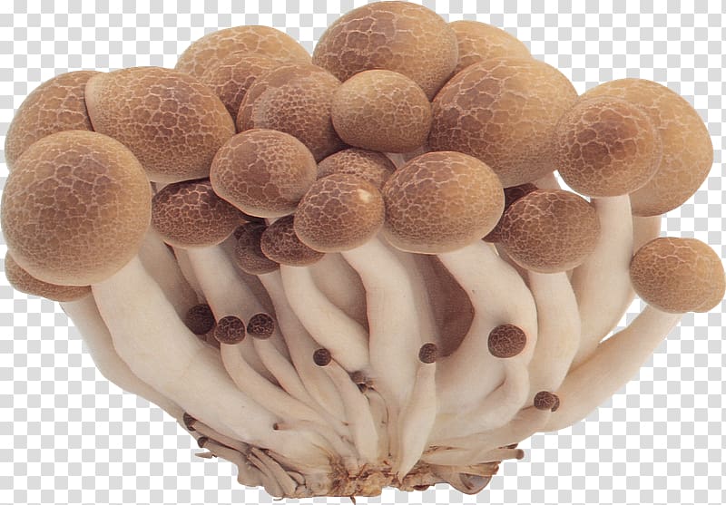 Edible mushroom Common mushroom Fungus, mushroom transparent background PNG clipart