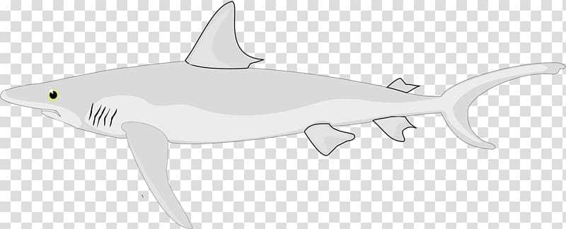 Requiem shark Chondrichthyes Fish, shark transparent background PNG clipart