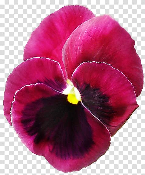 Pansy Magenta Annual plant Petal, others transparent background PNG clipart