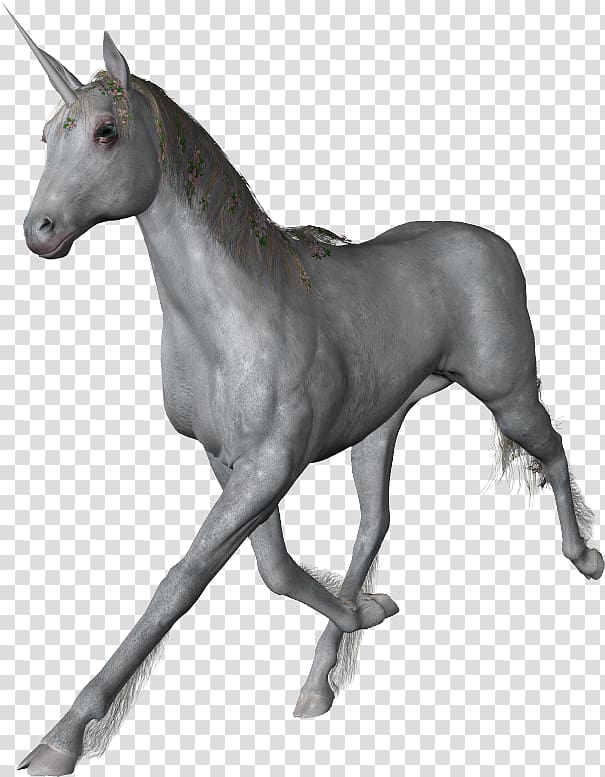 Unicorn Horse Information , unicorn transparent background PNG clipart