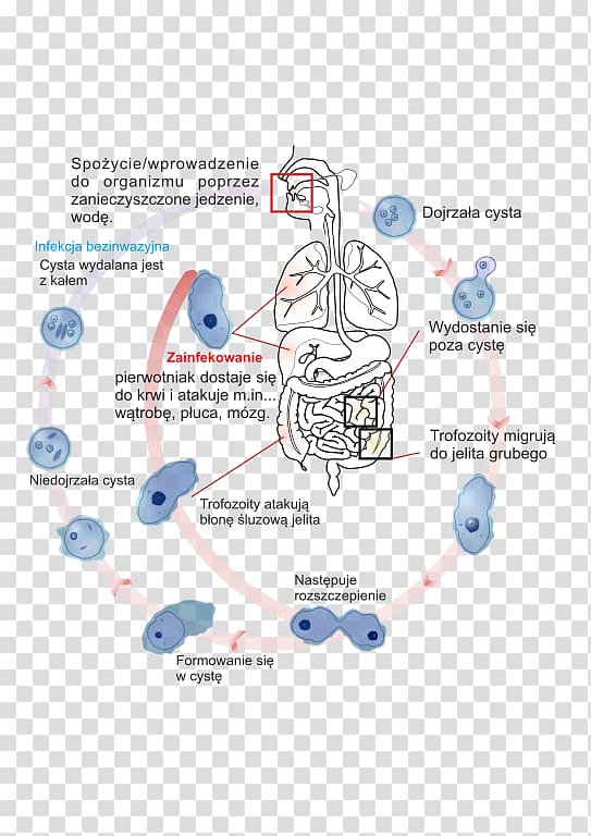 Entamoeba histolytica Trophozoite Amoebiasis Cyst Biological life cycle, amoeba transparent background PNG clipart