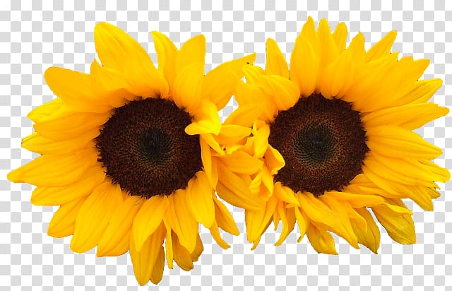 Common sunflower Reiki III: A Realização Bloemisterij, snake transparent background PNG clipart