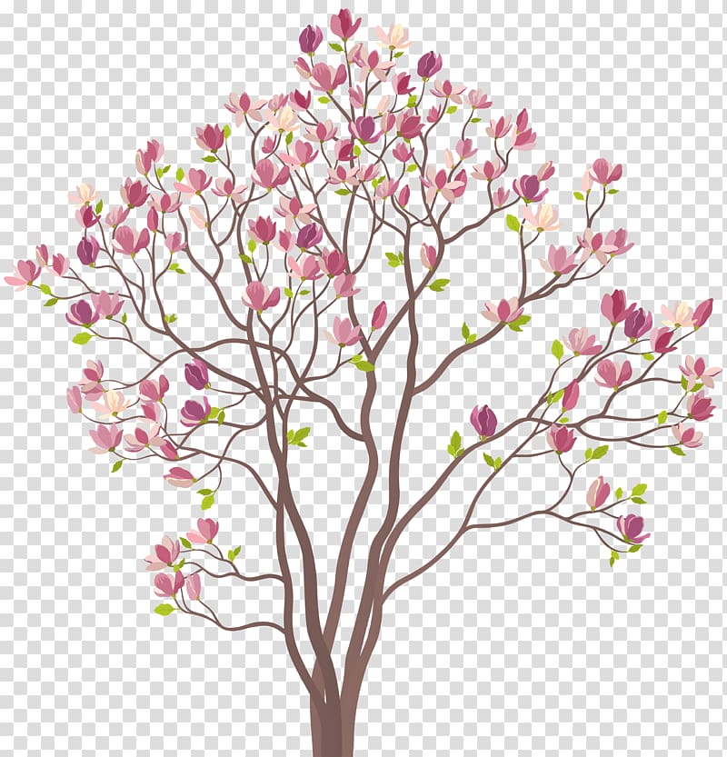 magnolia tree illustration, Southern magnolia Tree , Mmagnolia Tree transparent background PNG clipart