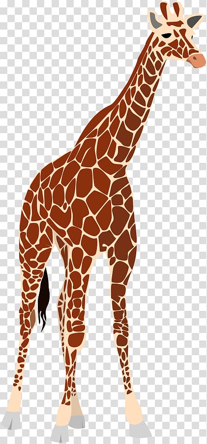 Giraffe Okapi Lion , Giraffe graphs transparent background PNG clipart