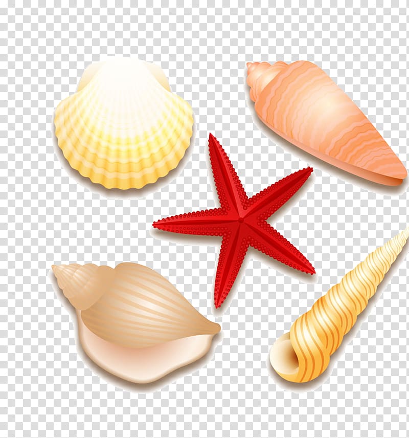 Seashell Euclidean Starfish Molluscs, Summer shell material free to pull the transparent background PNG clipart