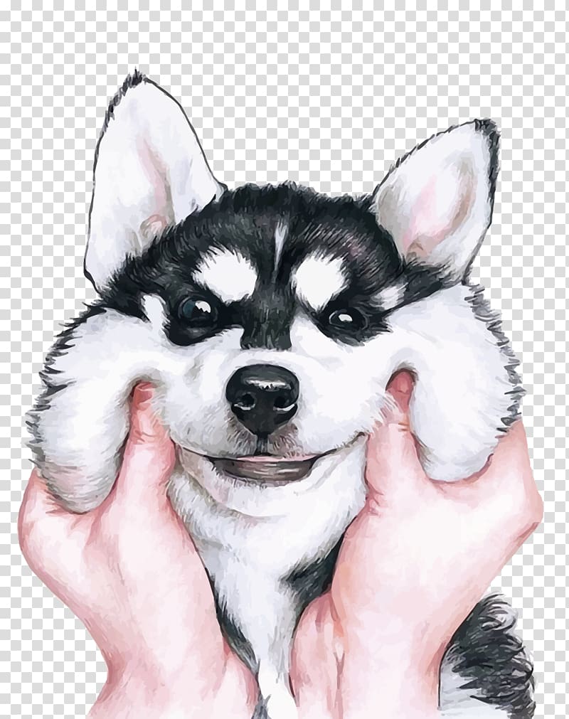 persons's hands squishing white and black Siberian husky puppy face illustration, Siberian Husky , Husky transparent background PNG clipart