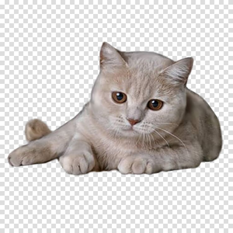 British Shorthair , Melancholy cat transparent background PNG clipart