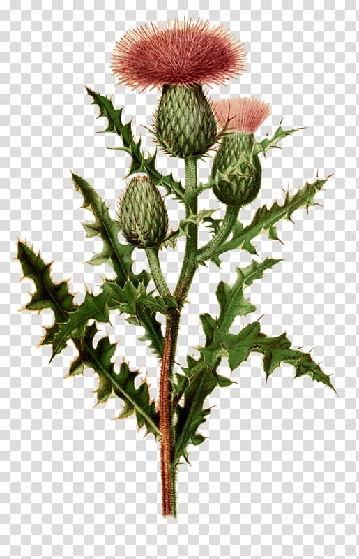 Milk thistle Botanical illustration Drawing Botany, others transparent background PNG clipart