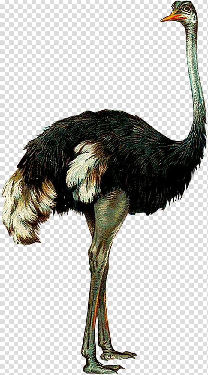 Common ostrich Emu Bird Ratite, Bird transparent background PNG clipart