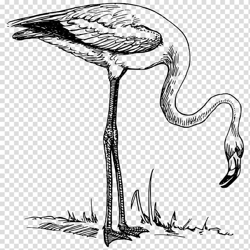 Flamingo , flamingo transparent background PNG clipart