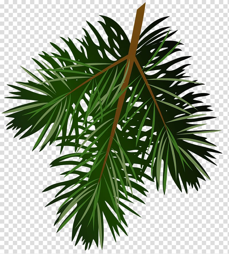 green leafed plant illustration, Pine Branch , Pine Branch transparent background PNG clipart