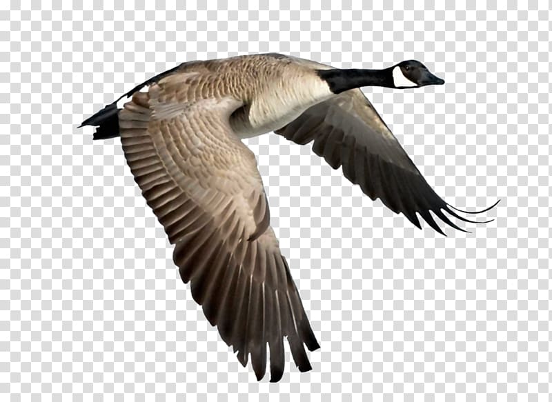 black and gray goose, Canada Goose Bird Duck, goose transparent background PNG clipart