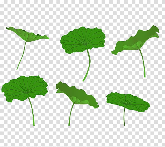 Leaf Nelumbo nucifera Lotus effect, Lotus leaf transparent background PNG clipart