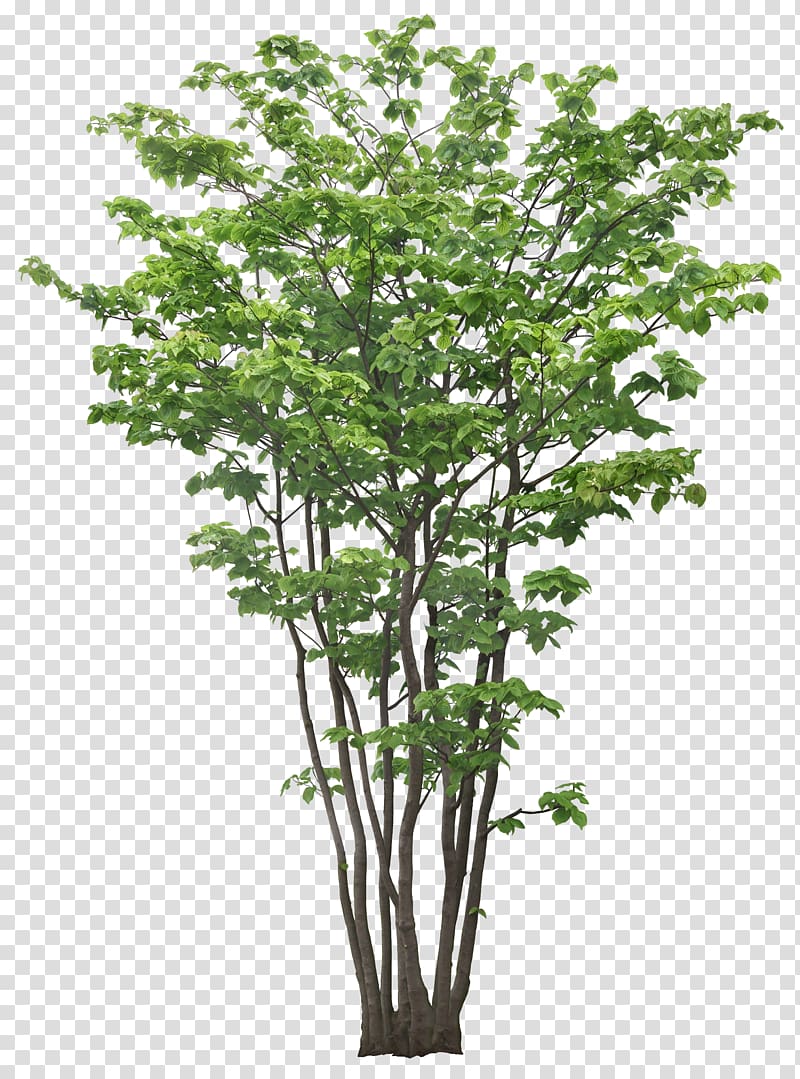 luxuriant trees transparent background PNG clipart