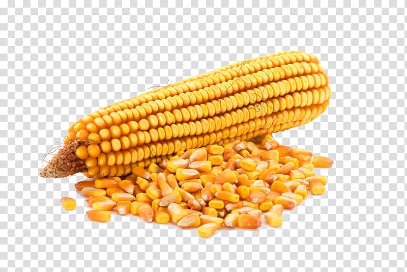 Ukraine Syngenta Maize Seed Cultivar, Yellow corn transparent background PNG clipart