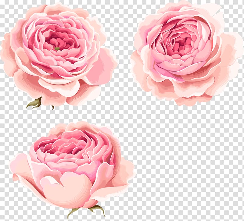 Hand-painted beautiful pink peony flowers, three pink petaled flowers transparent background PNG clipart