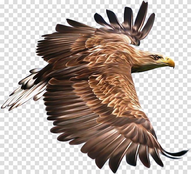 Bird Hawk Eagle , Bird transparent background PNG clipart