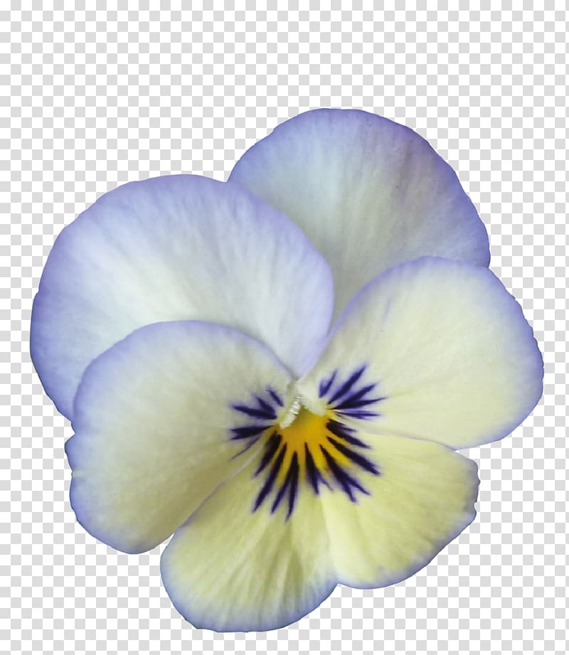 Pansy Viola cornuta Rocky Color Violet, others transparent background PNG clipart