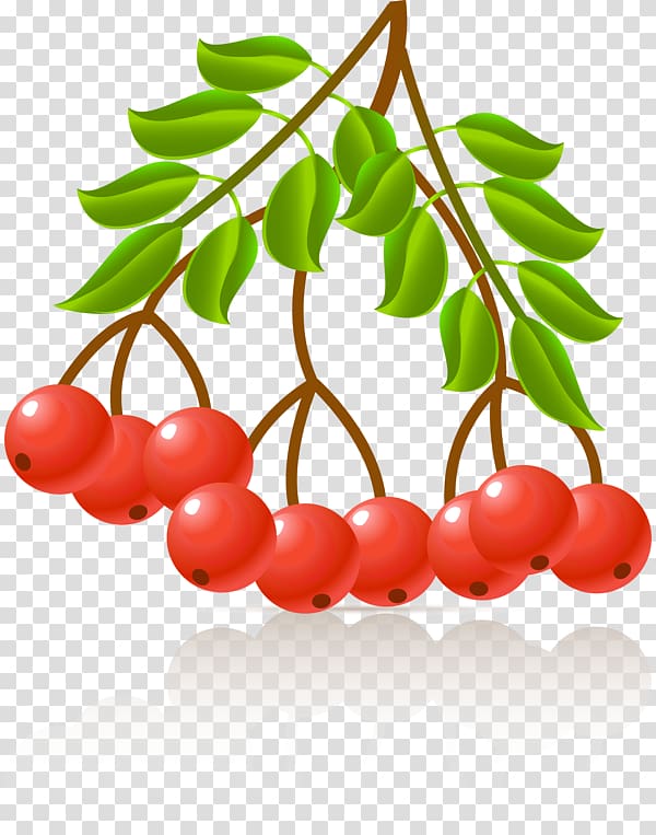 Plant , others transparent background PNG clipart