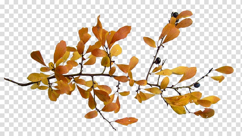 Twig Petal Plant stem Bunte Greeting & Note Cards, Autumn Invitation Card autumn transparent background PNG clipart